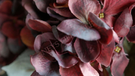 Hortensia zijden bloem | dried bordeaux