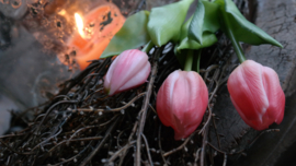 Bosje Tulp donkerroze l 30 cm