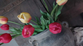 Tulp fuchia | 1 bloem