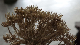 Berenklauw tak namaak 60 cm | goud glitter