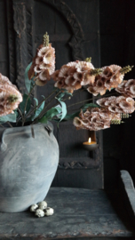 Dianthus bloem kunst | cappuccino