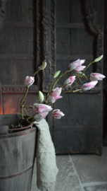 Magnolia kunst tak roze | in knop L