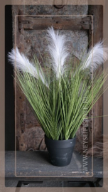 Poaceae grass | Pluim wit