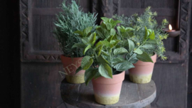 Kruiden plant in pot kunst | munt