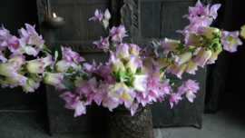 Campanula bloem zijden | paars/geel