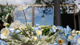 Cosmea bloem zijden | blauw