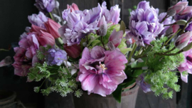 Tulp parrot Frans paars l 1 bloem 73 cm