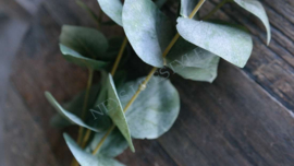 Eucalyptus dried kunst tak | 75 cm