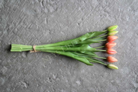 Bosje tulpen in knop | peach