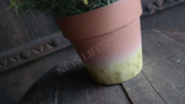 Kruiden plant in pot kunst | asparagus