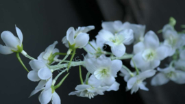 Delphinium kunst bloem | wit
