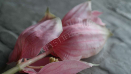 Medinella kunst bloem  | roze