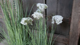 Achillea/schermbloem plant namaak wit | S