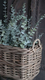 Eucalyptus boom kunst | 76 cm