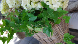 Hedera plant namaak | UV bestendig