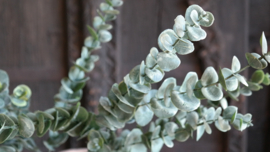 Eucalyptus kunst tak | 105 cm