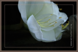 Amaryllis kunst bloem  | wit 66 cm