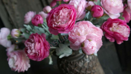 Ranonkel bloem zijden | roze