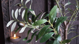 Olijfboom in pot | kunst 60 cm