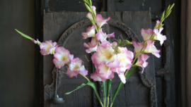 Gladiool kunst bloem | roze