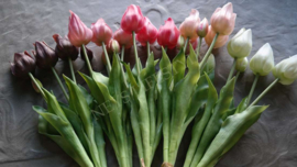 Tulp in bloei kunst 45 cm | donkerroze