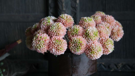 Bosje Dahlia's kunst | roze/zalm