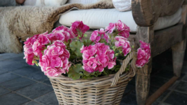 Geranium plant namaak UV bestendig| roze