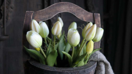 Tulp in pot | wit-groen 24 cm