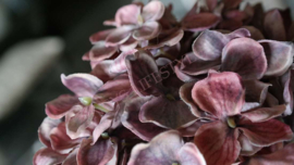 Hortensia zijden bloem | oud roze