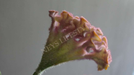 Celosia kunst bloem 62 cm | paars