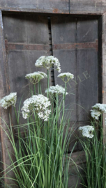 Achillea/schermbloem plant namaak wit | M