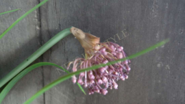 Allium plant namaak paars | S