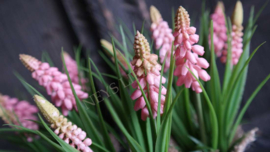 Emmer met druifjes kunst | compleet