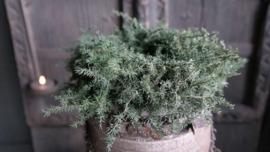 Asparagus krans | naturel 20 cm