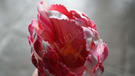 Tulp real touch red/white | 69 cm