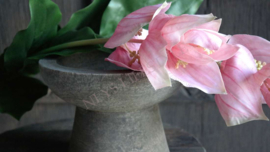Medinella kunst bloem  | roze