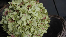 Hortensia tak | groen XL