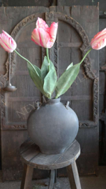 Tulp parrot kunst roze l XL