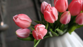 Bosje Tulp donkerroze l 30 cm
