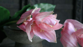 Medinella kunst bloem  | roze