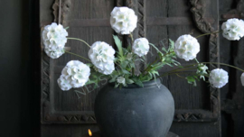 Scabosia moon bloem kunst | wit