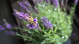 Lavendel plant in pot kunst | XL