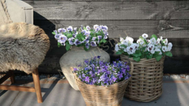 Viooltjes wit zijden op steel 35 cm l | 1 stuk