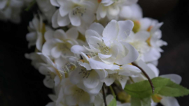 Krans bloesem white namaak |  45 cm