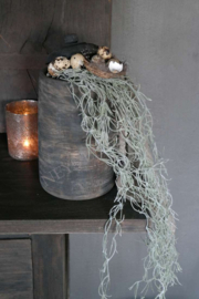 Tillandsia streng | kunst