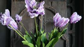 Tulp parrot Frans paars l 1 boem 65 cm