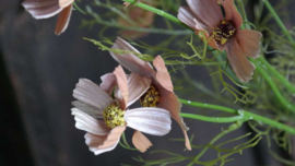 Cosmea zijden bloem | roze 60 cm