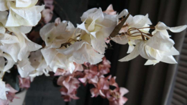 Bougainvillea dried zijden bloem | beige