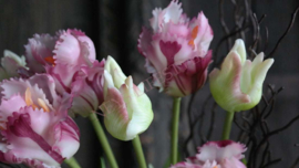 Bosje Tulp parrot paars /groen l 40 cm