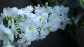 Delphinium kunst bloem | wit